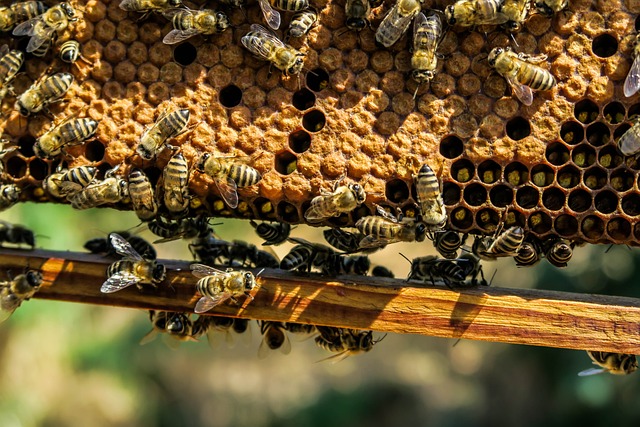 5 consejos esenciales para ser un experto apicultor y triunfar como Beekeeper